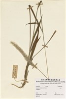 藏品(白茅)的圖片